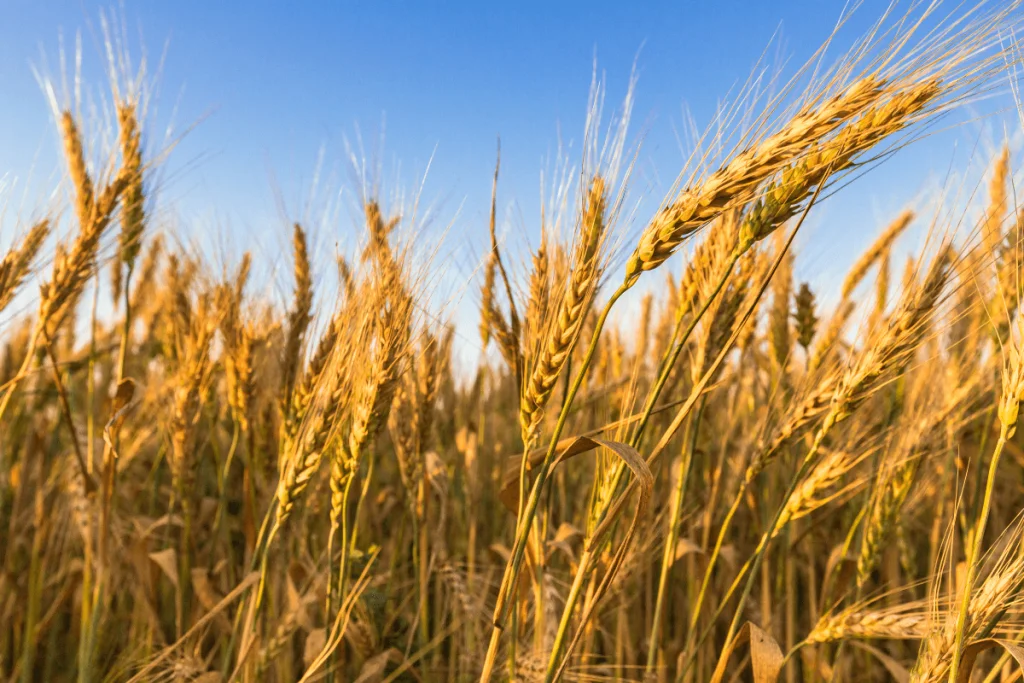 Image of wheat blowing in the breeze for a blog post covering significant historical events.