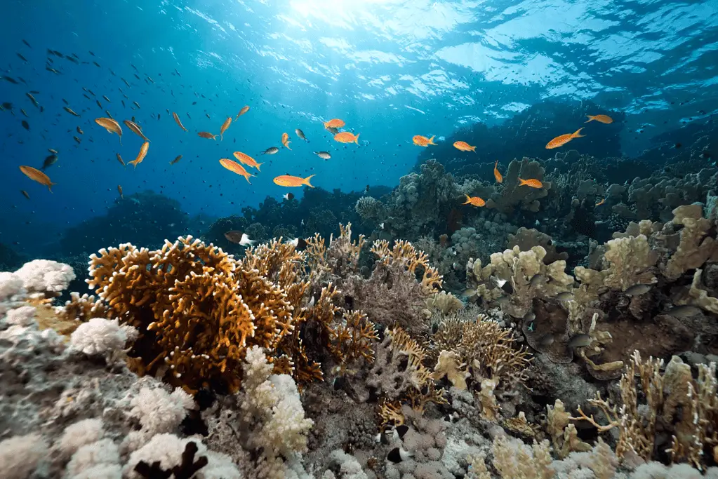 Image of the fish swimming in one of earth's oceans, one of the 7 Wonders of the Solar System