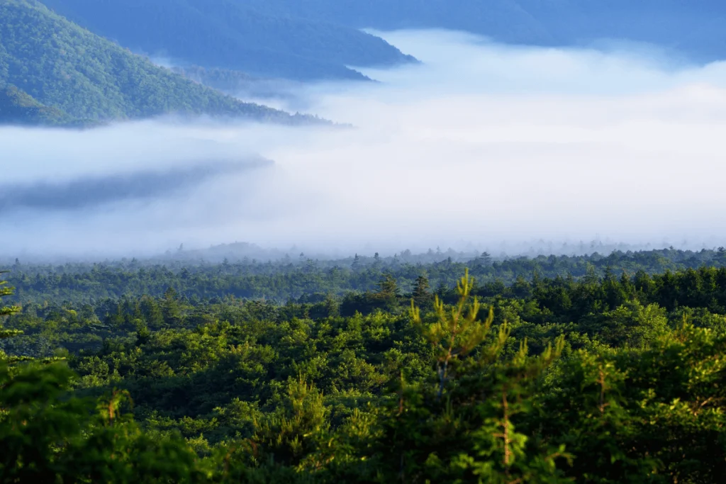 Image of one of the most popular historical haunts in Asia, Aokigahara Forest in Japan