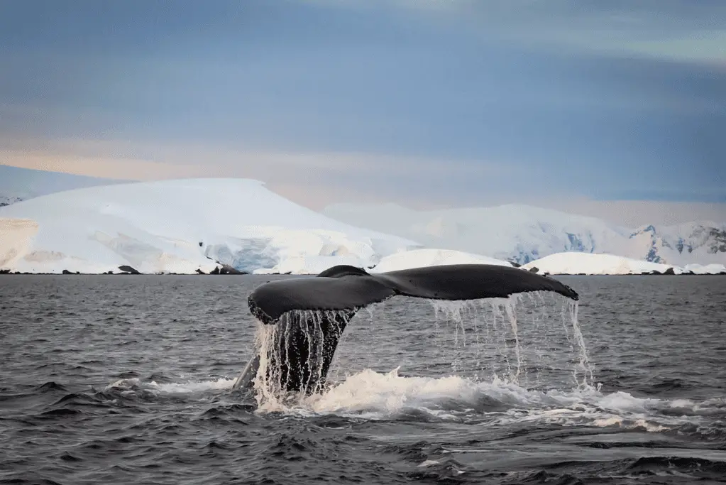 famous-expeditions-to-antarctica-closing Image of a whale's tale above the water in Antarctica for a blog post covering famous expeditions to Antarctica.