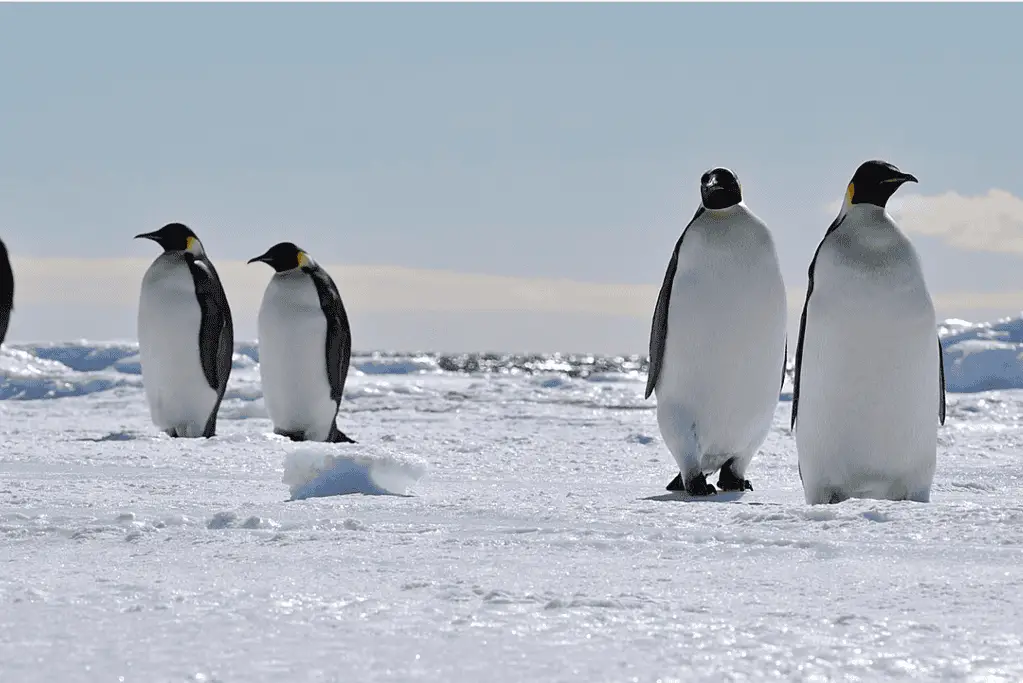 famous-expeditions-to-antarctica-upcoming-expeditions Image of emperor penguins on a sunny Antarctica day.